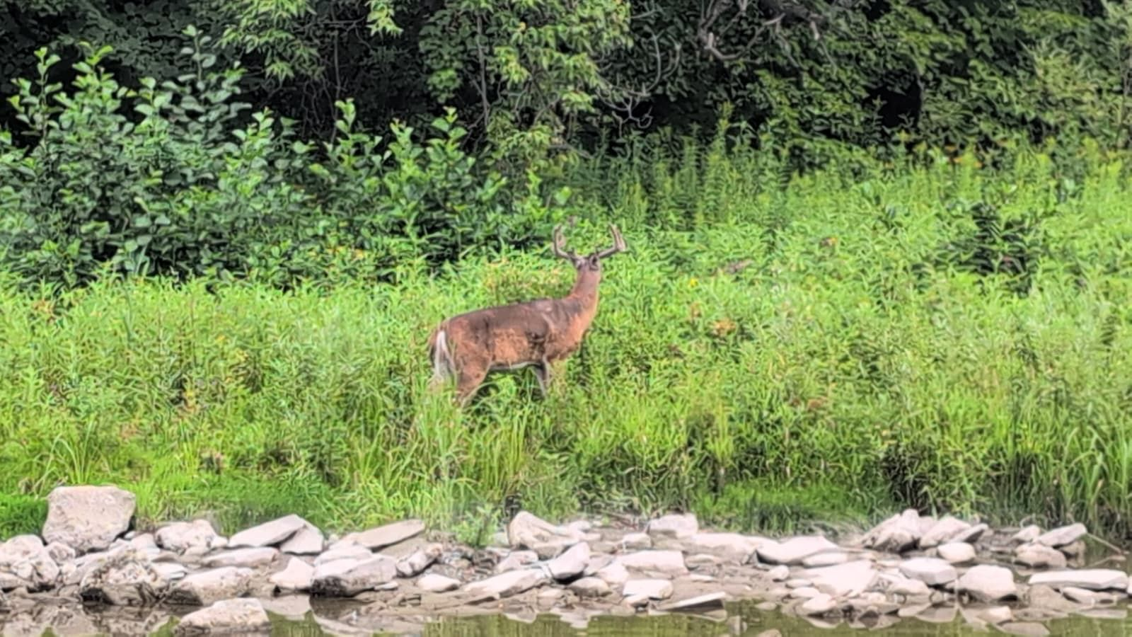 A white-tailed deer standing in tall grass beside a rocky riverbank on the Humber River Trail